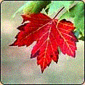 [red-maple-treegif.GIF]