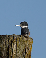 [belted+kingfisher+from+teekaygee+photostream+in+flickr+com.jpg]