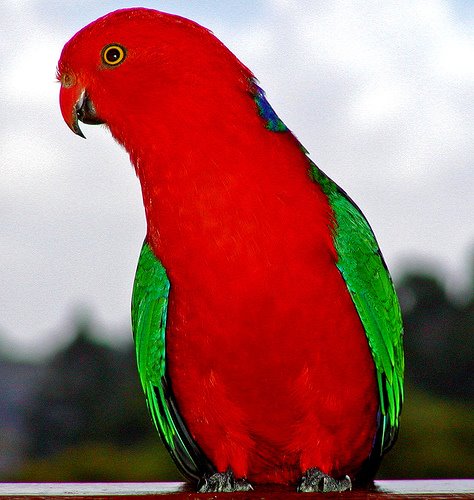 [king+parrot+by+wayne+n+sally+at+flickr+com.jpg]