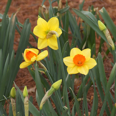 Missouri Botanical (Shaw's) Garden, in Saint Louis, Missouri, USA - daffodils