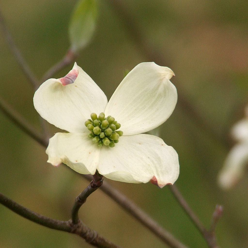[White+dogwood+flowers.jpg]