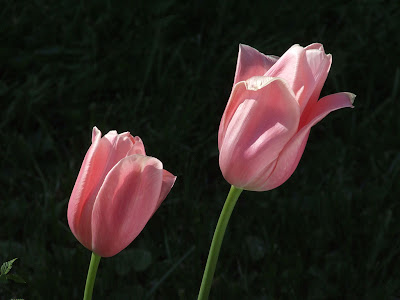 Pink tulips in Saint Louis County, Missouri, USA, on April 21st, 2007