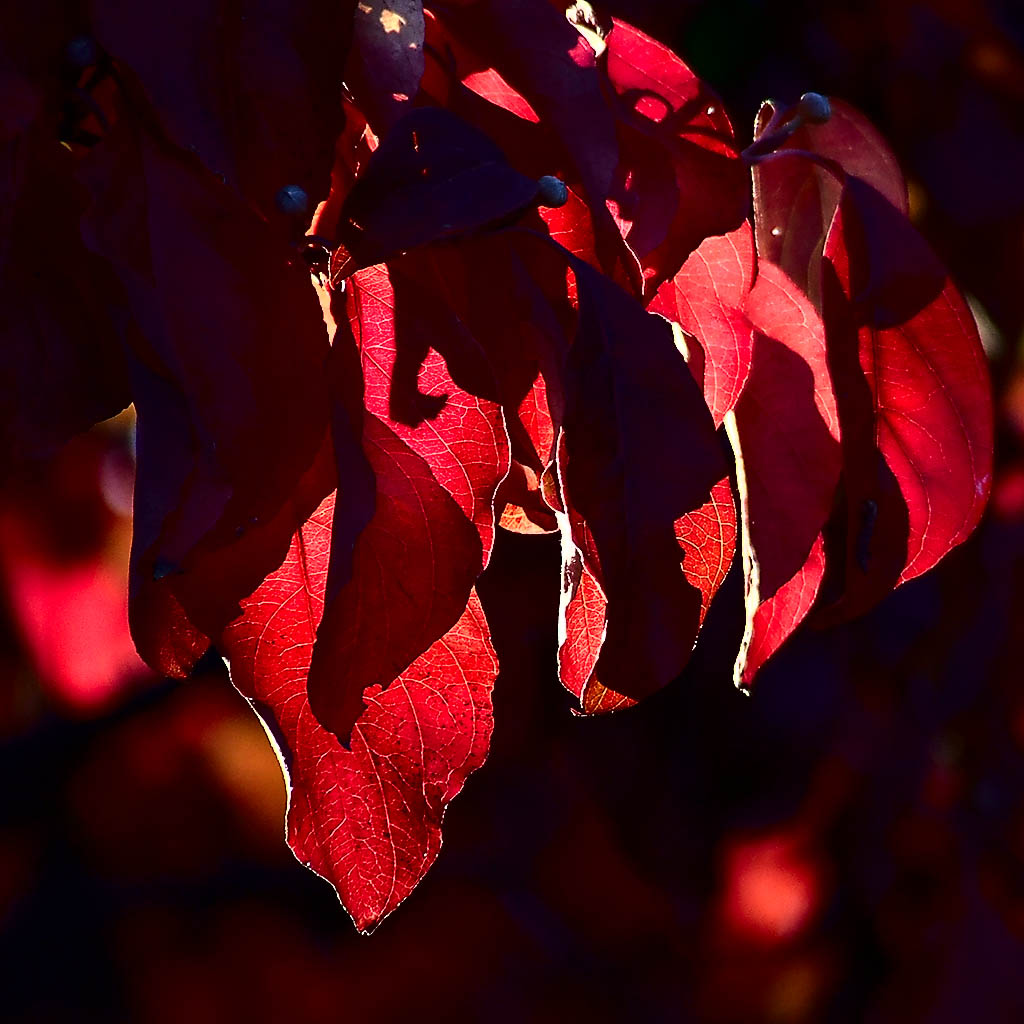 [red+leaves+11.jpg]