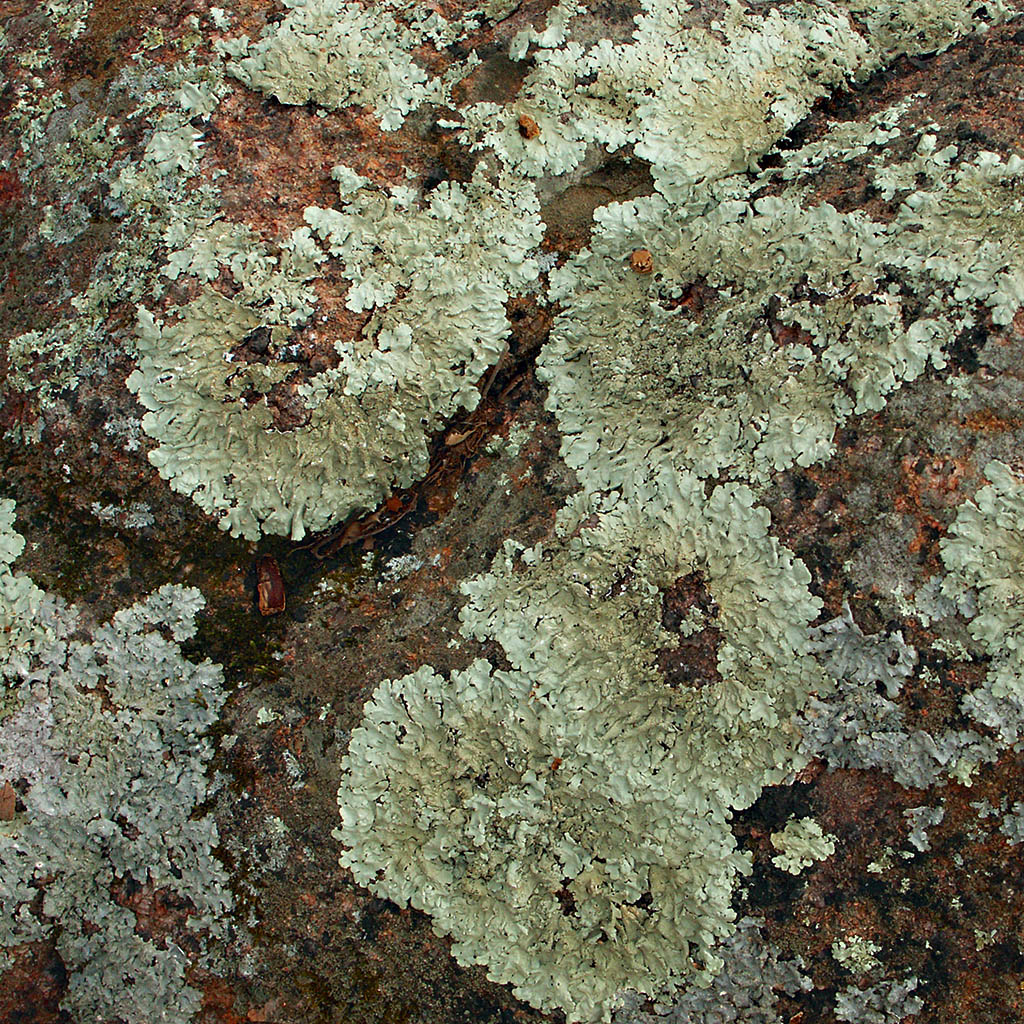 [lichens.jpg]