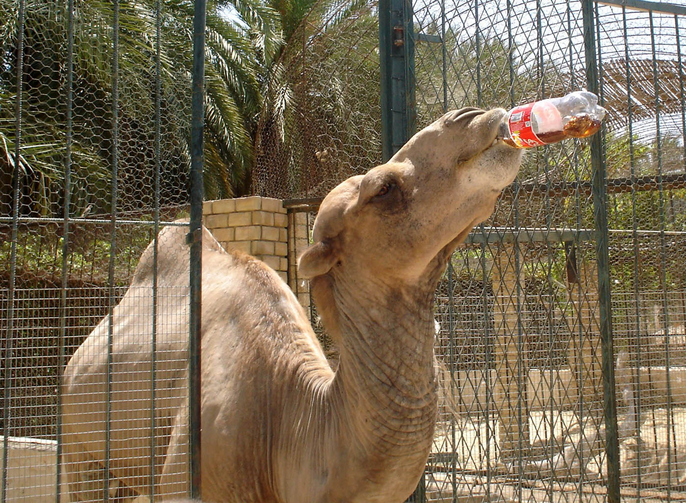[Coca+Cola+Tunisia-.jpg]