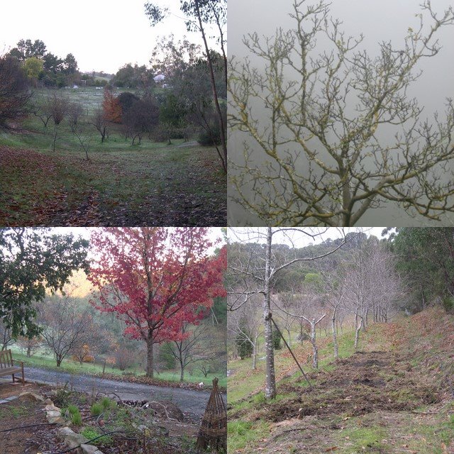 [collage+orchard.jpg]