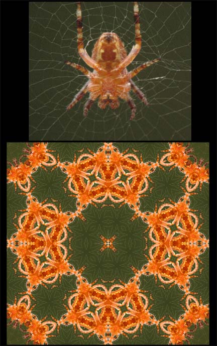 [spider-before-after.jpg]