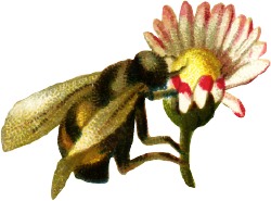 [bumblebee-flower.jpg]