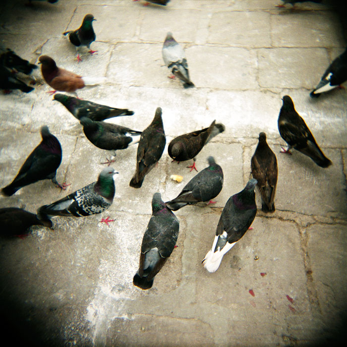 [Pigeons_P.jpg]