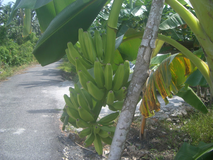 Banana clusters supported by a stic ( Pisang Bertongkat )