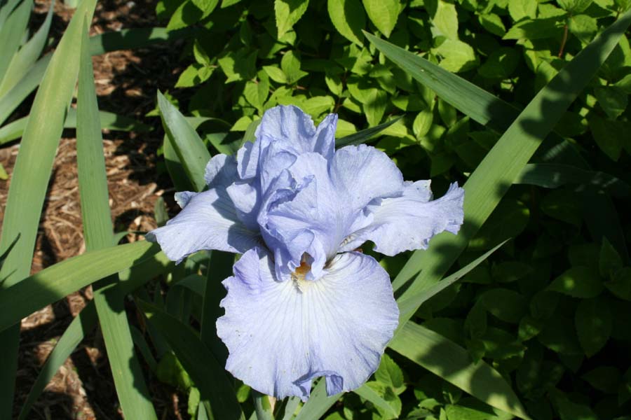 [Blue+Iris_05-09-08.jpg]