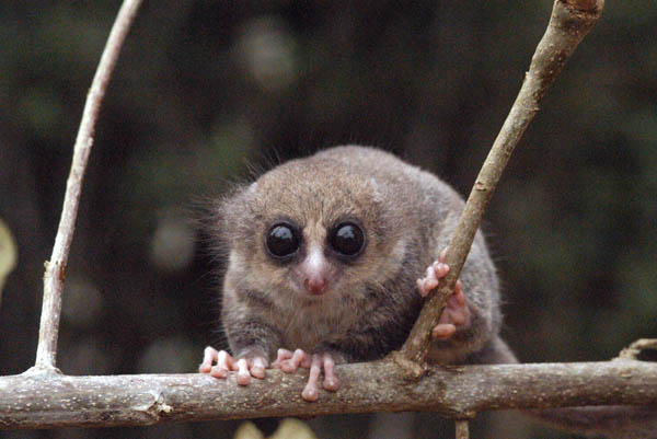 [dwarf-lemur-140.jpg]