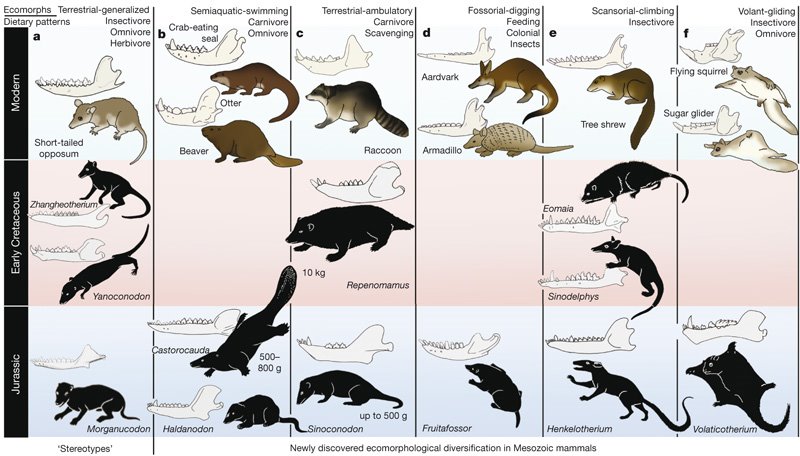 [luo+fig+2+early+mammals]