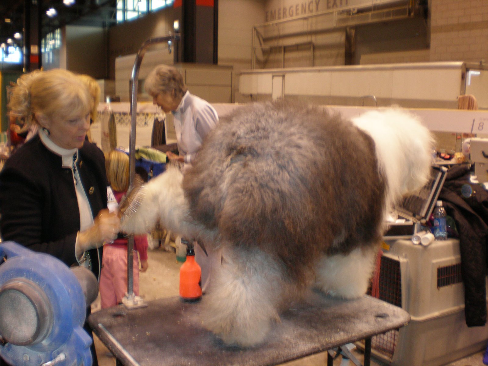 [Sheepdog+foot+grooming.JPG]