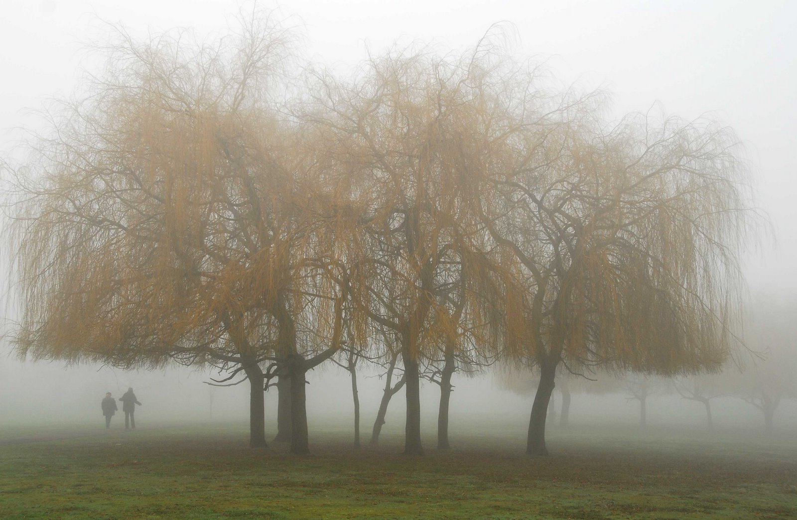 [Cleveland+Park+in+fog.jpg]