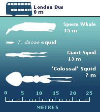[colossal_squid_chart_203x229.gif]