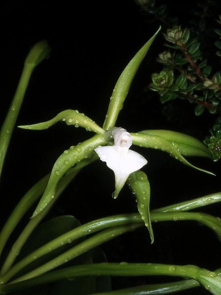 [450px-Epidendrum_philocremnum_Orchi_01.jpg]