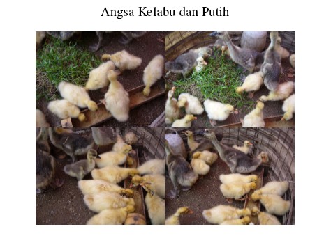 Ayam belanda utara: Perbezaan Anak Angsa Jantan + Betina