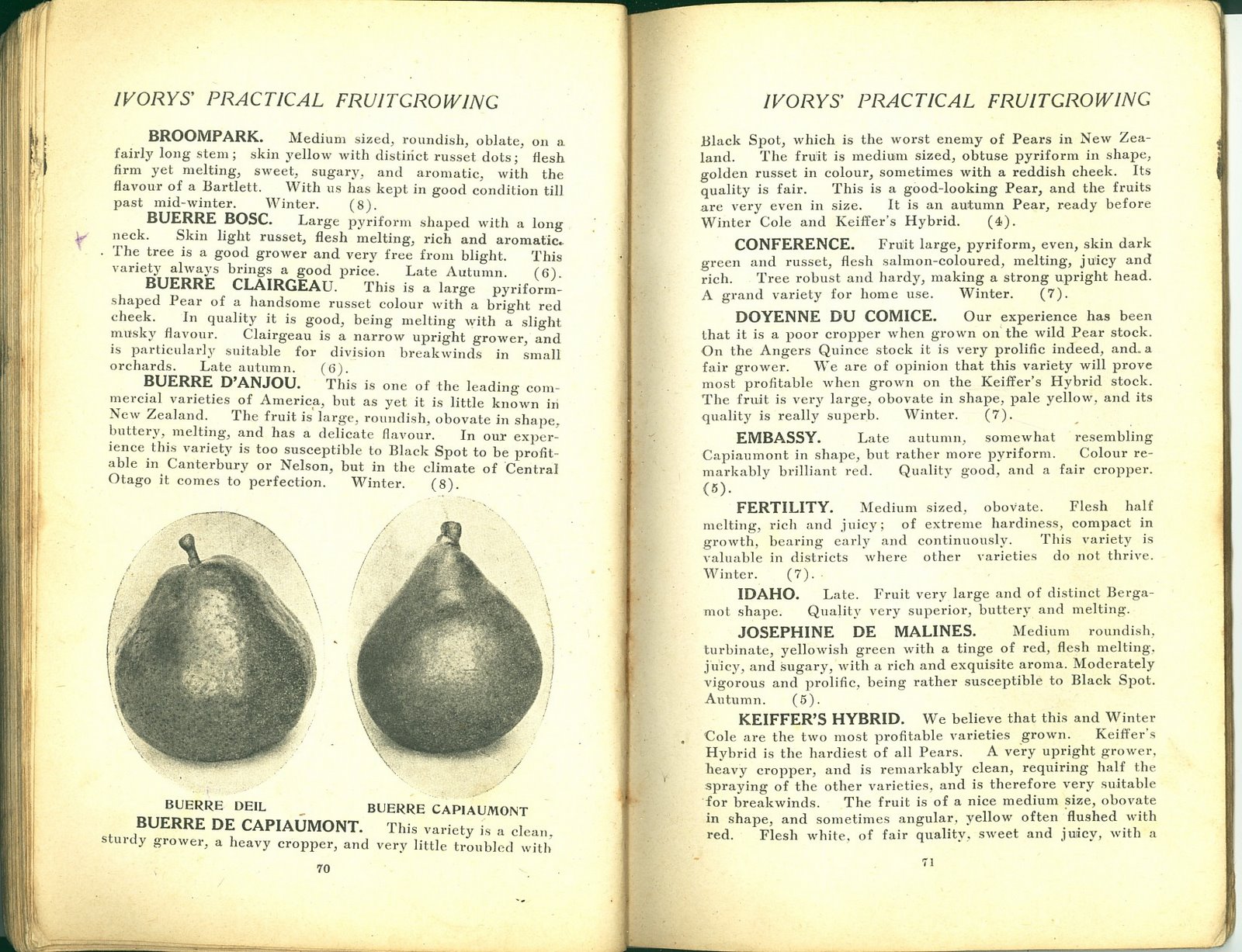 [1922xxxx+Brochure+Ivorys'+Practical+Fruit+Growing+Pg+070+071.jpg]