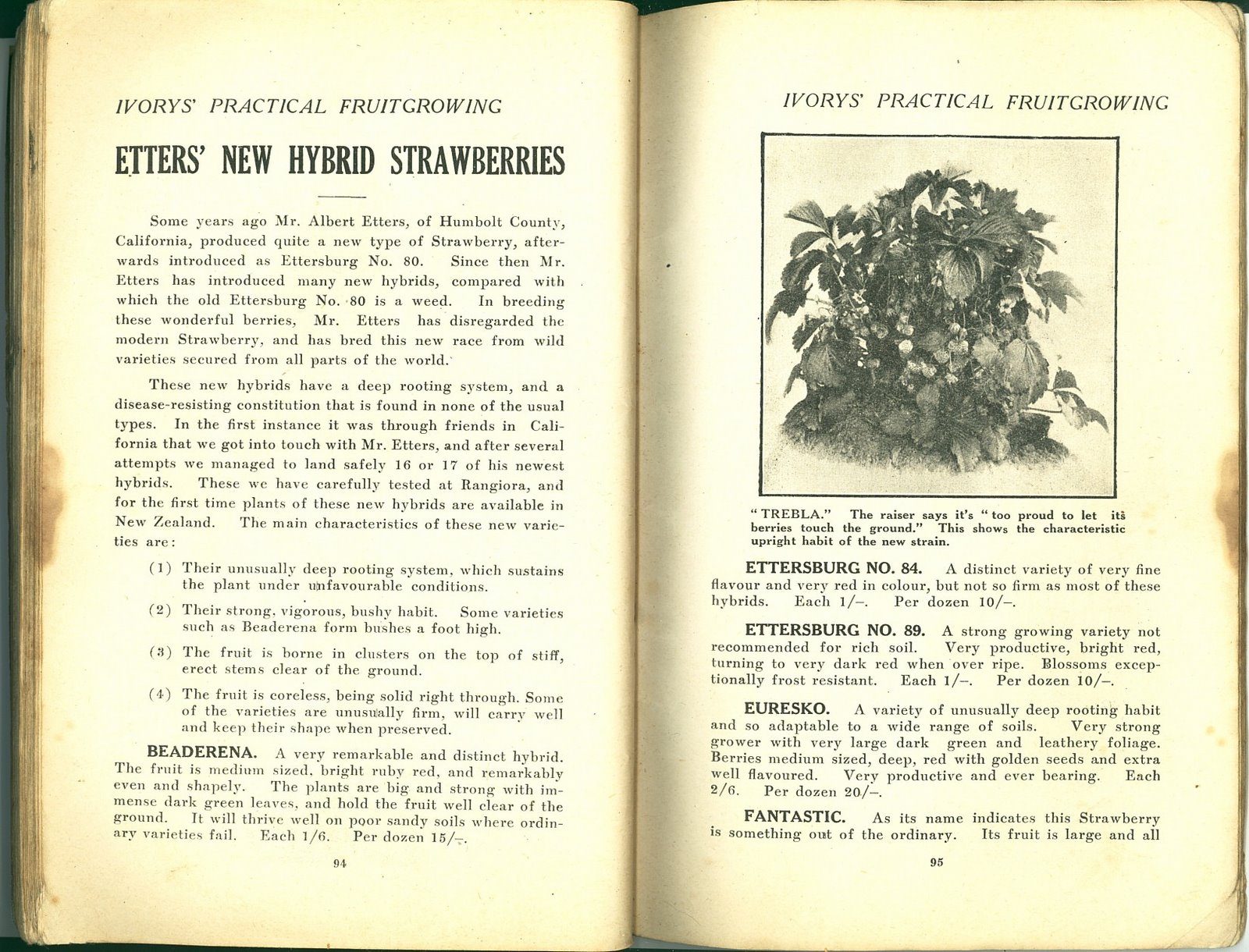 [1922xxxx+Brochure+Ivorys'+Practical+Fruit+Growing+Pg+094+095.jpg]
