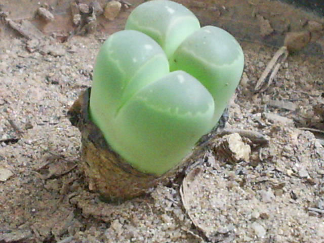 Lithops planta pedra