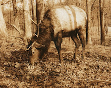 Lone Elk
