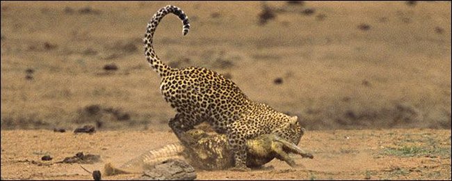 [leopard-vs-crocodile-08.jpg]