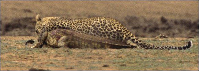 [leopard-vs-crocodile-03.jpg]