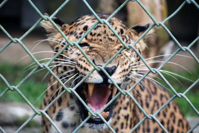 [Leopard+yawning+18%.jpg]