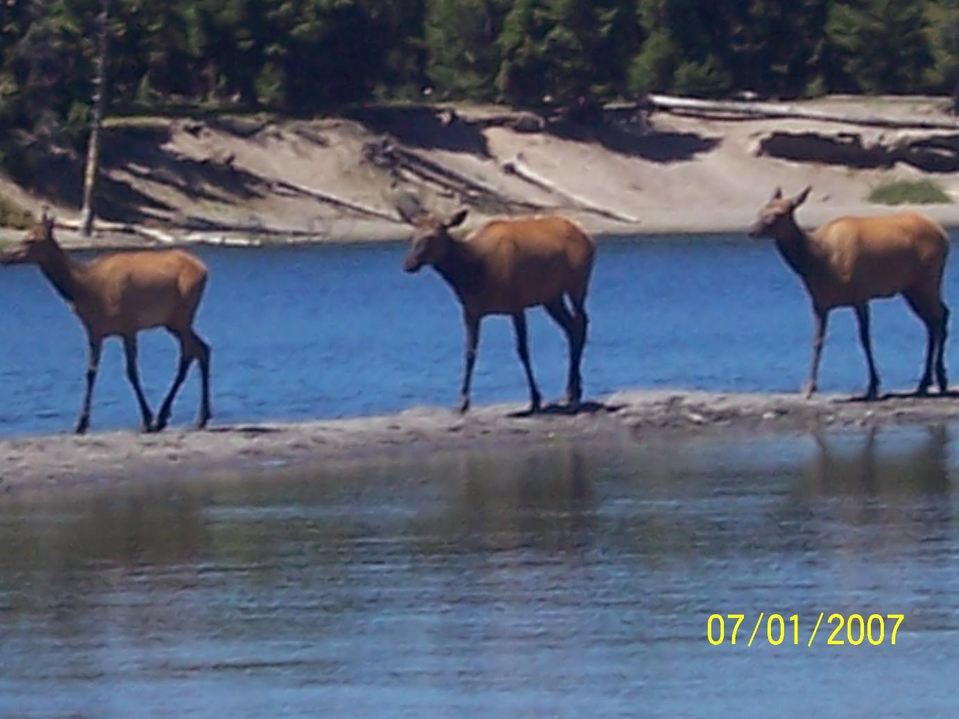 [Three+Elk+at+Lake.jpg]