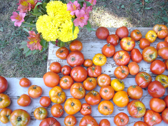 [tomatoes+and+marigolds+small.jpg]