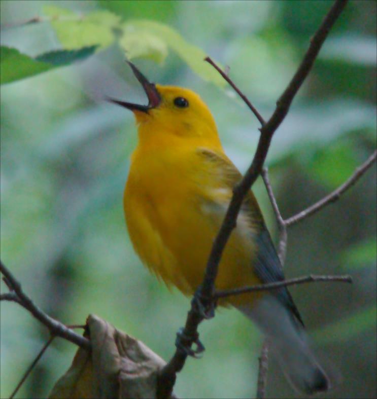 [prothonotary+warbler+3+singing+a+++.jpg]