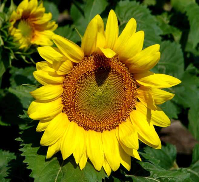[sunflower+head+best.jpg]