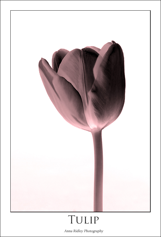 [Tulip+2+P.jpg]