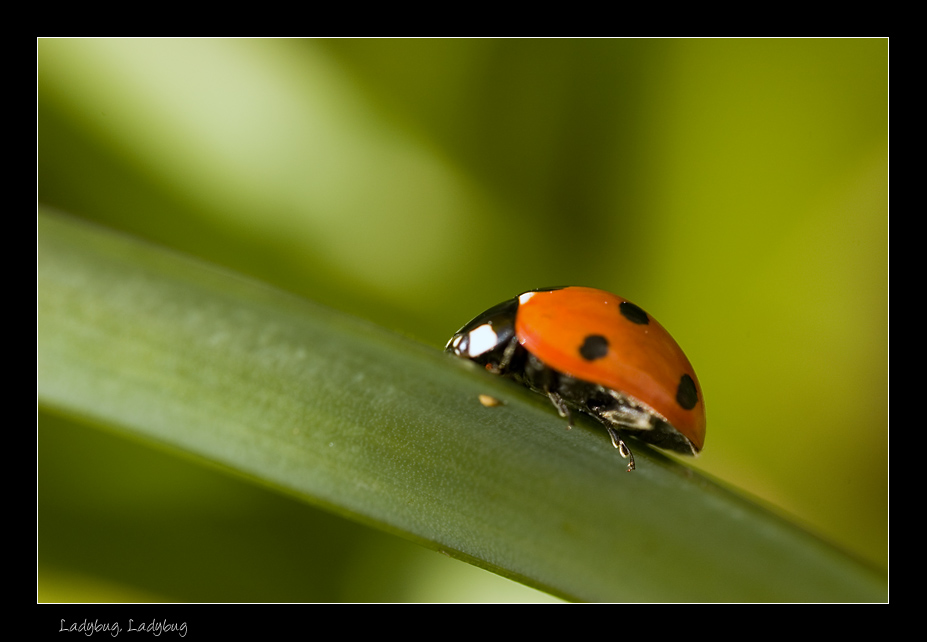 [March+25+~+Ladybug+Ladybug+P.jpg]
