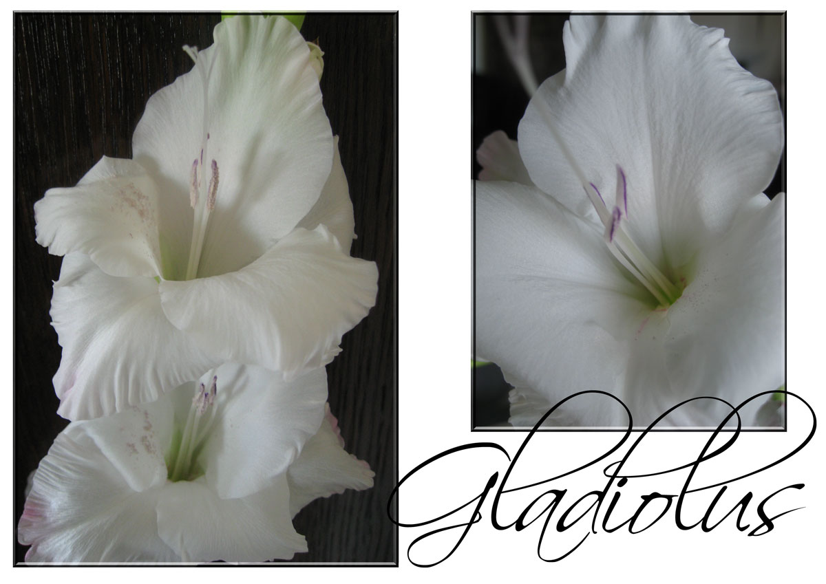 [Gladiolus.jpg]