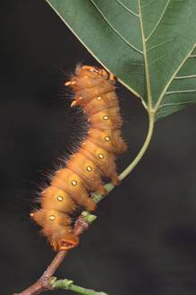 [Caterpillar]