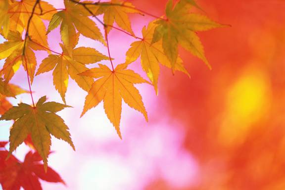 [Fall+Leaves]