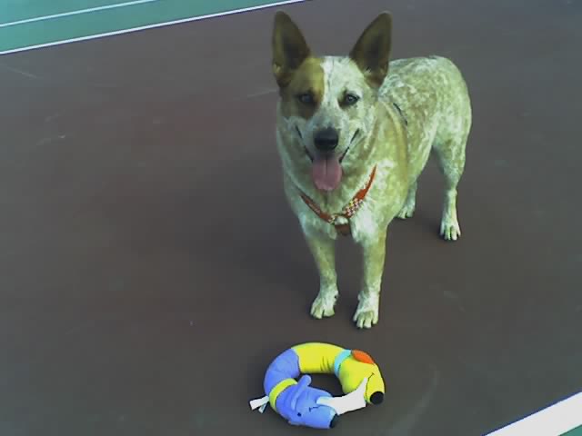 [velcro+on+the+courts+with+her+new+toy+on+her+birthday.jpg]