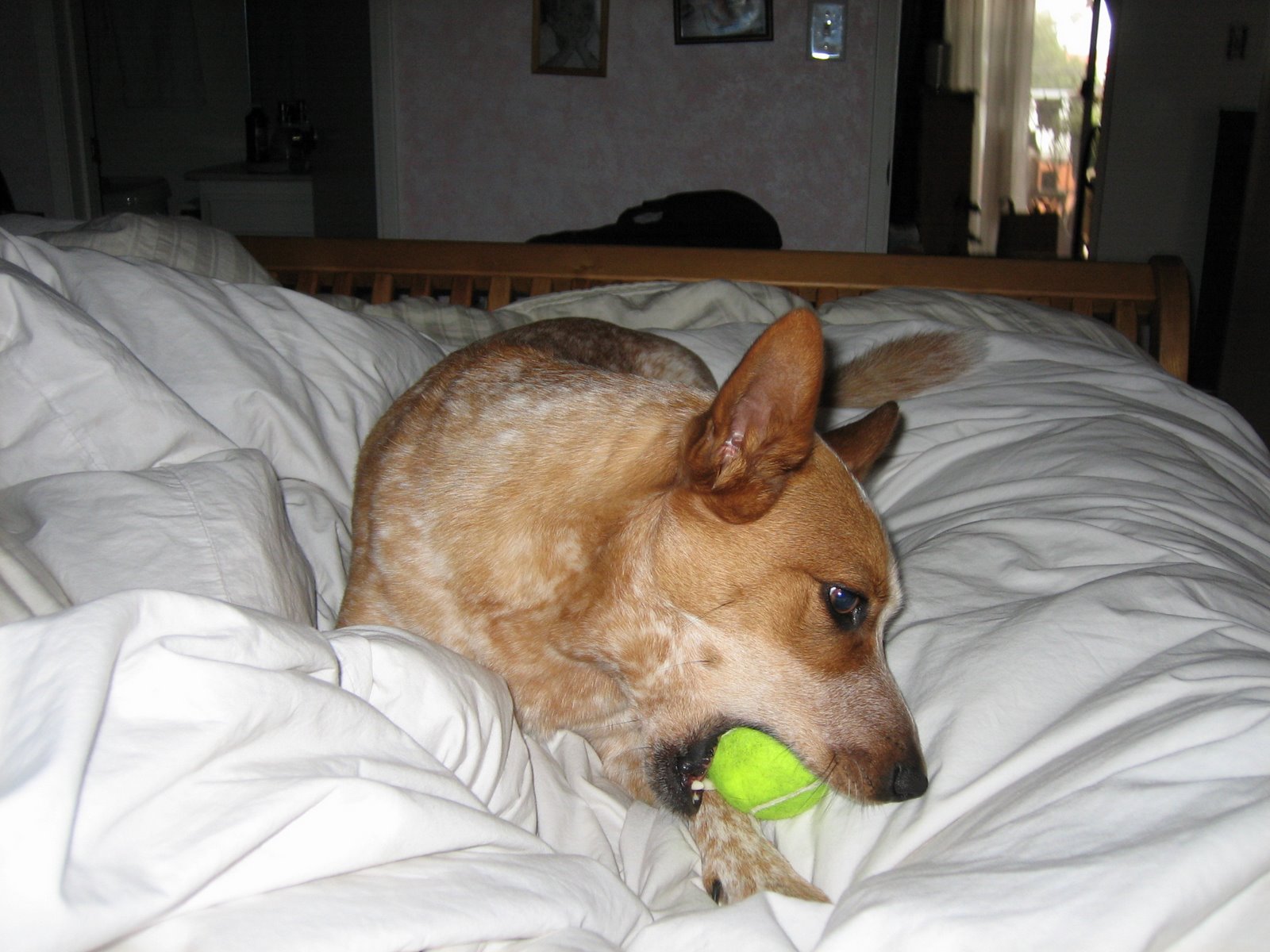 [velcro+chewing+her+ball+may+10+2006.jpg]