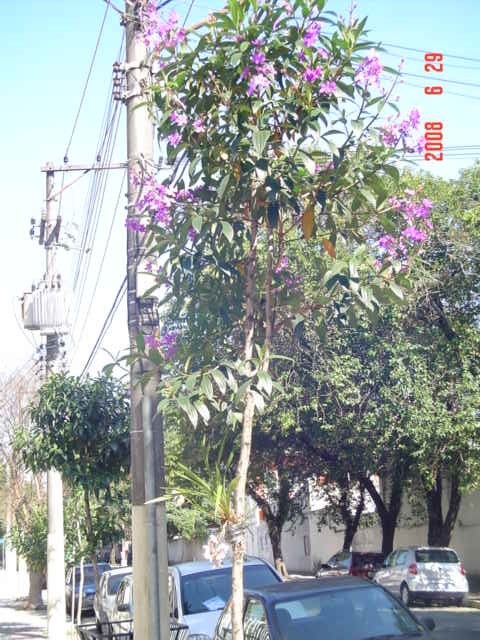[Orquídea-árvore.JPG]