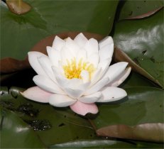 [white_water_lily_.jpg]