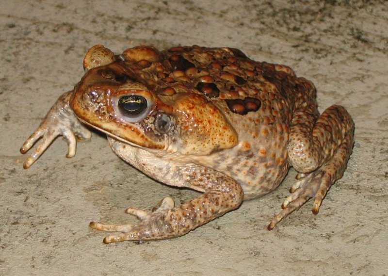 [Toad.JPG]