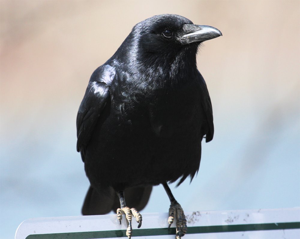 [crow.jpg]