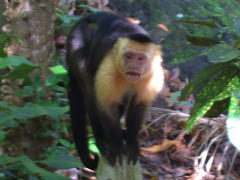 Monkey in Montezuma