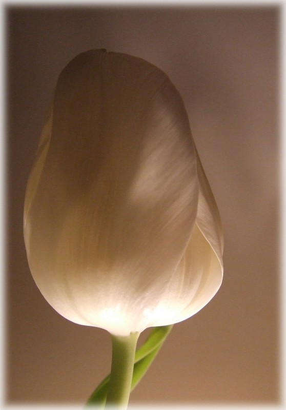 [tulipe_de_La_Marquise.jpg]