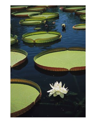 [Large-Lily-Pads-and-Flowers-Float-in-Calm-Water-Photographic-Print-C11891638.jpeg]