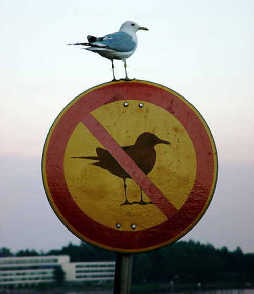 [seagull+on+the+sign]