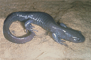[Jefferson+Salamander.jpg]