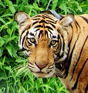 [Bengal+Tiger.jpg]